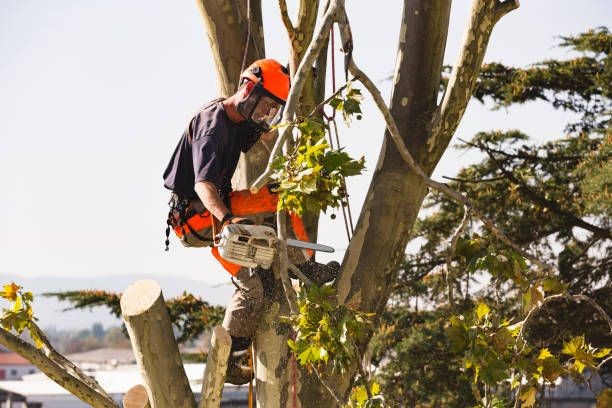 Tree Trimming & Removal Services 