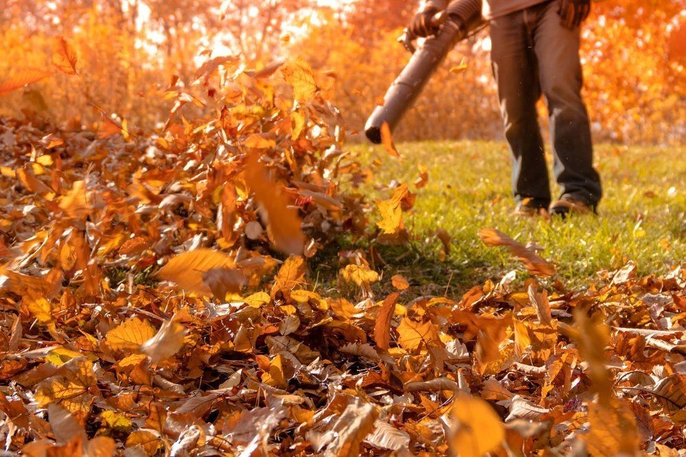 Person using a leaf blower to collect fallen autumn leaves on a grassy area with bright orange foliage.