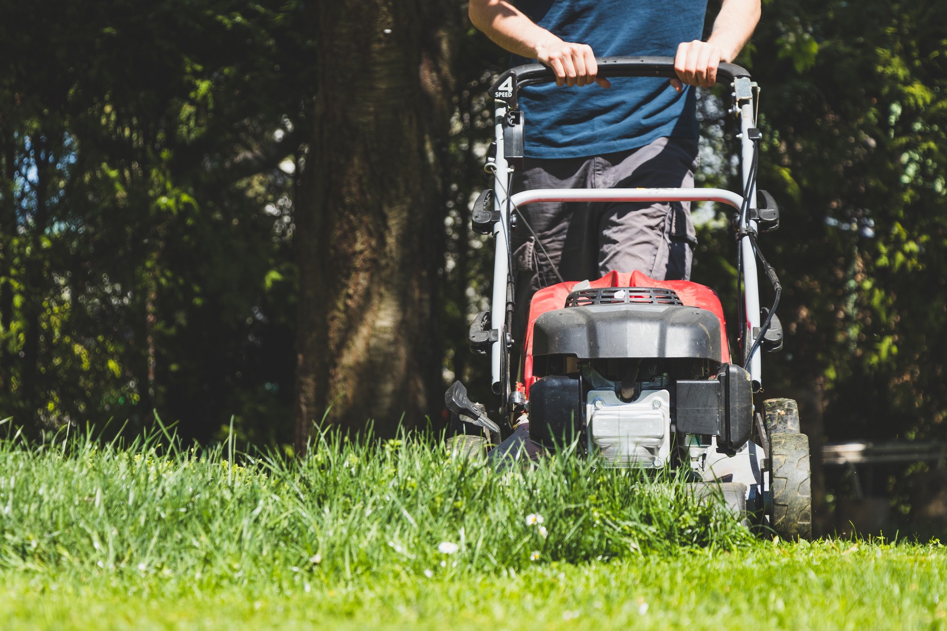 Mowing the grass with a lawn mower in garden at springtime.